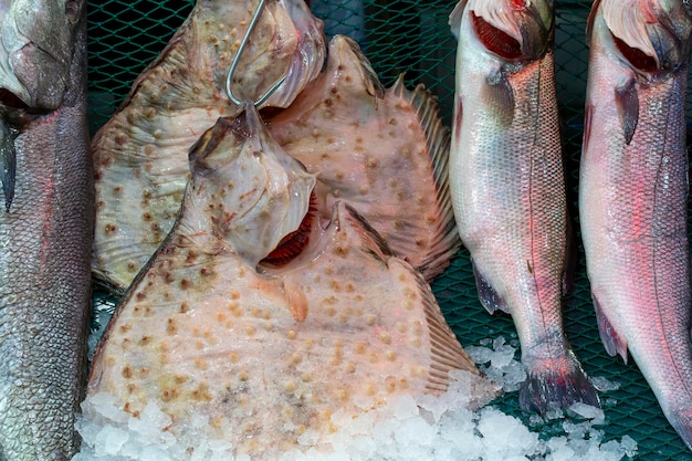 Peixe fresco no gelo no marketxA