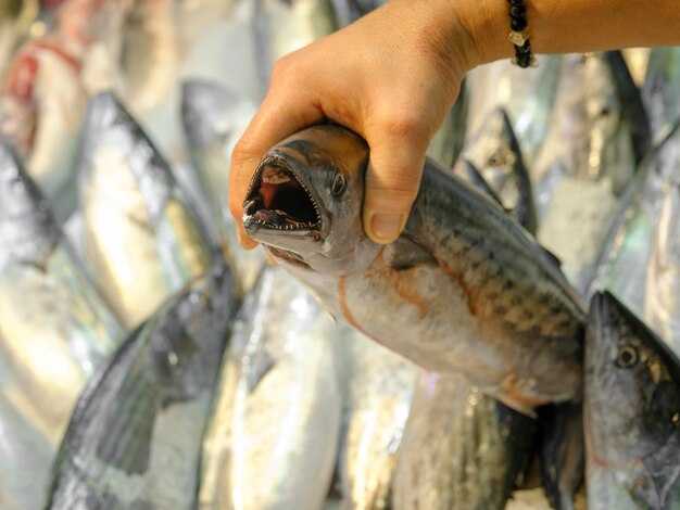 peixe fresco no mercado