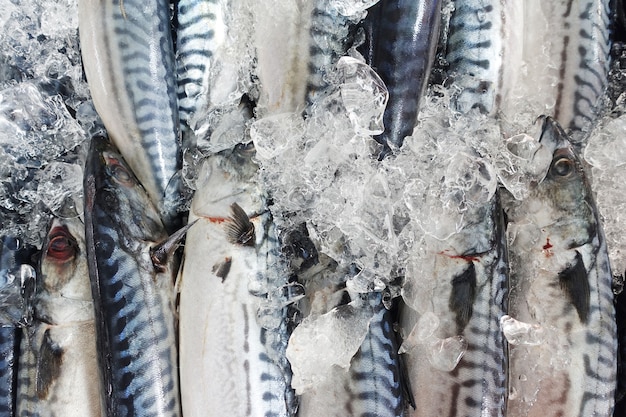 Foto peixe fresco no mercado