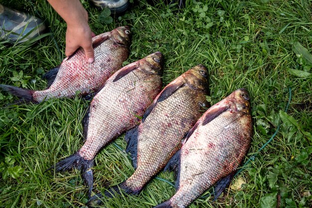 Peixe fresco o conceito de recreação passatempo favorito