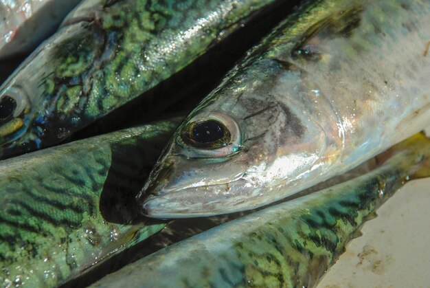 Peixe fresco pescado no rio de janeiro, peixaria em copacabana