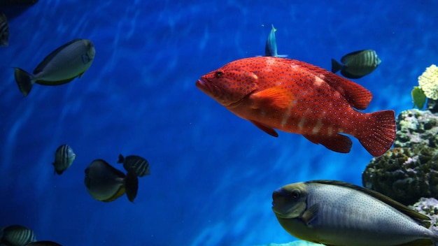 Foto peixe garibaldi na cena subaquática hypsypops rubicundus peixe garibaldi subaquático subaquático