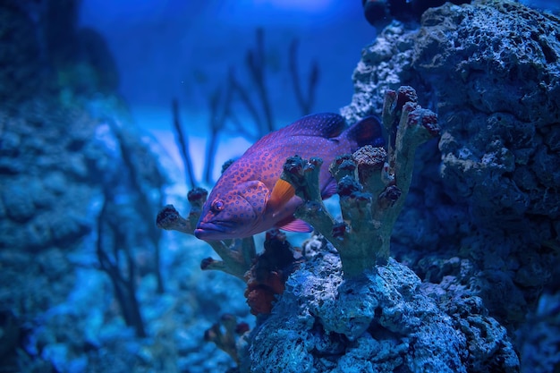 Peixe garoupa de coral manchado vermelho escondido no recife de coral Cephalopholis miniata