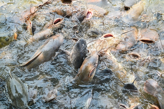 Peixe-gato comendo comida na fazenda de peixe-gato alimenta muitos peixes de água doce agricultura aquicultura peixe-gato flutuando para respirar na água superior no lago perto do rio asiático