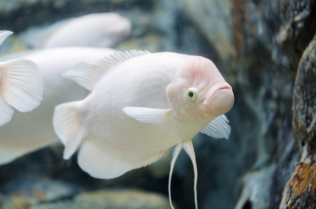 peixe gigante gourami, água doce