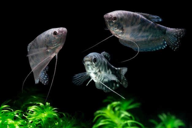 Peixe Gourami Azul