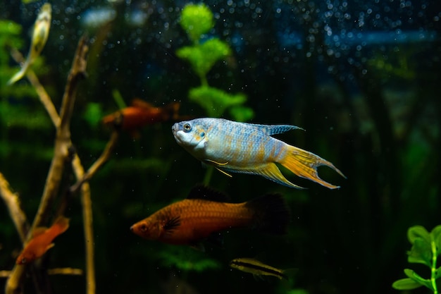 Peixe gourami na água do aquário