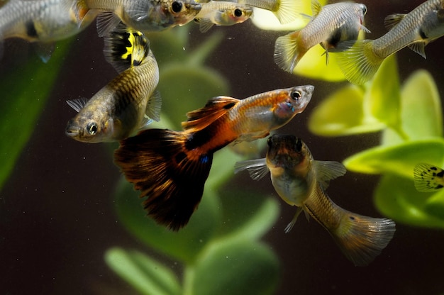 Peixe Guppy Multicolorido