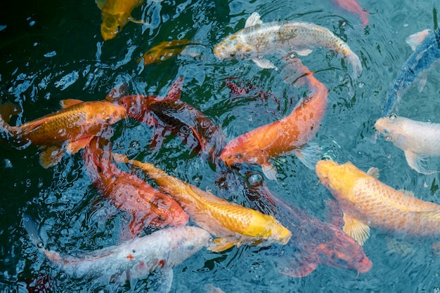 Peixe imperial de ouro e vermelho na água