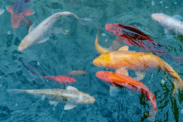 Peixe imperial de ouro e vermelho na água