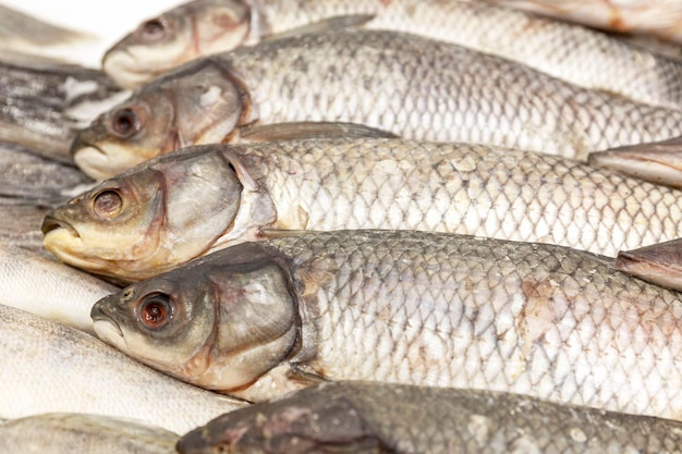 Peixe inteiro fresco no balcão no gelo Closeup Saúde vitaminas e alimentos saudáveis