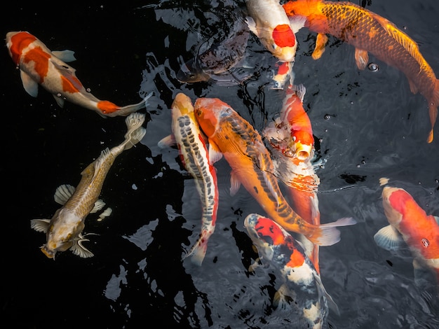 Peixe koi colorido na lagoa de peixes, lagostas