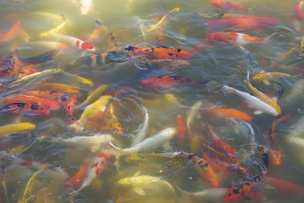 Peixe koi colorido na lagoa do parque