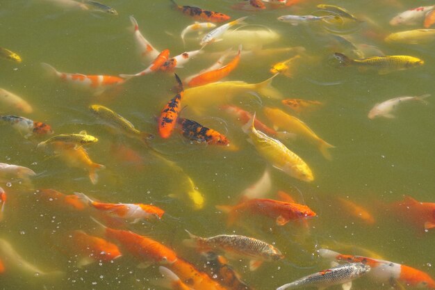 Peixe koi colorido na lagoa do parque