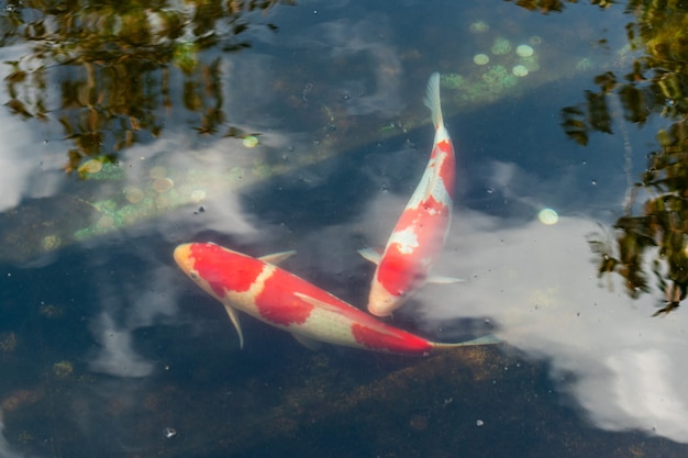 Peixe koi fundo preto