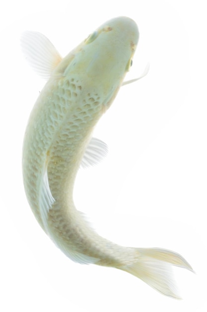 Peixe Koi isolado em fundo preto Peixe dourado no aquário