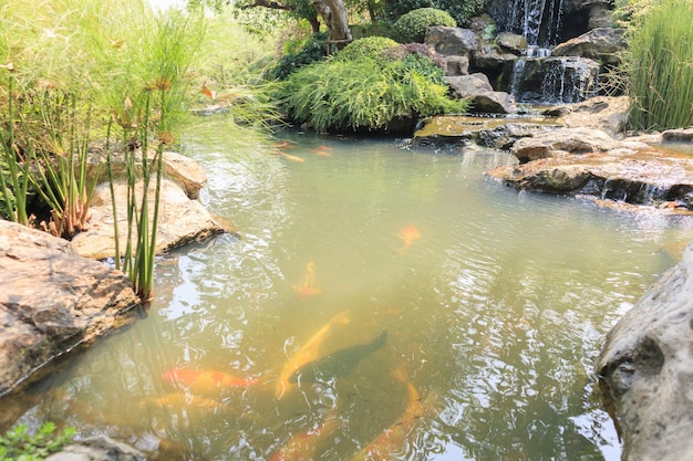 Peixe Koi no lago do jardim