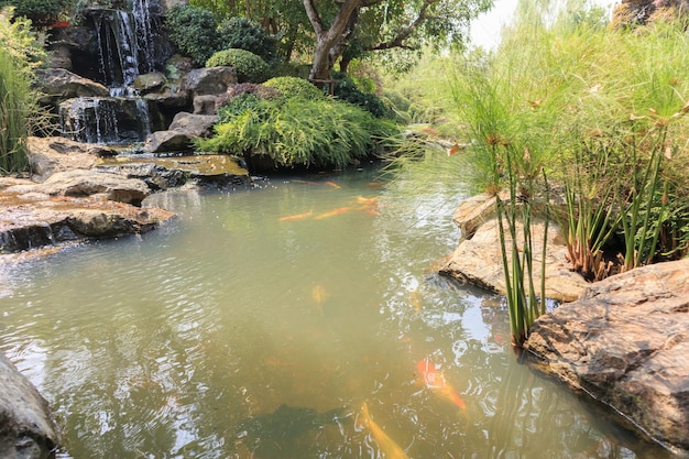 Peixe Koi no lago do jardim