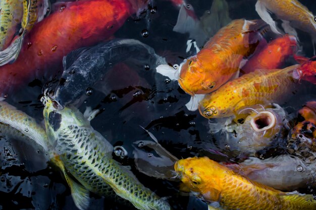 Peixe Koi peixe colorido de fantasia em close-up nadando na lagoa