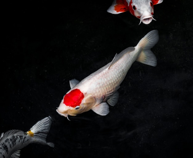 Foto peixe koi vista de cima