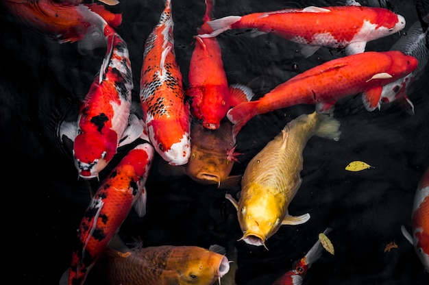 Foto peixe koi vista de cima