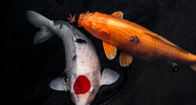 Foto peixe koi vista de cima