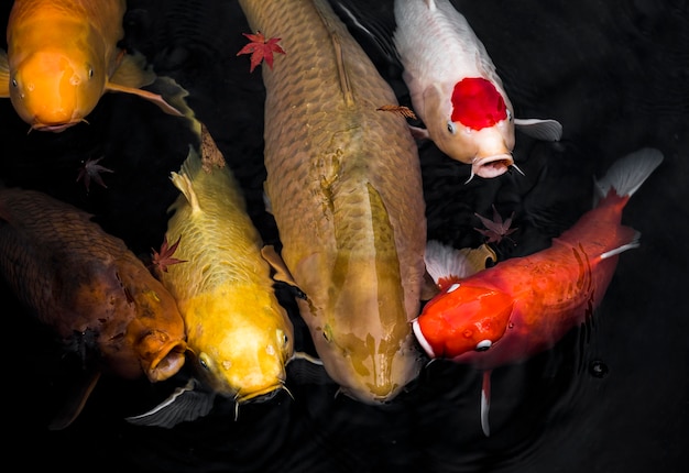 Foto peixe koi vista de cima