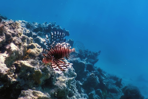 Peixe-leão venenoso peixe de recife de coral espécie invasora Pterois volitans Águas tropicais