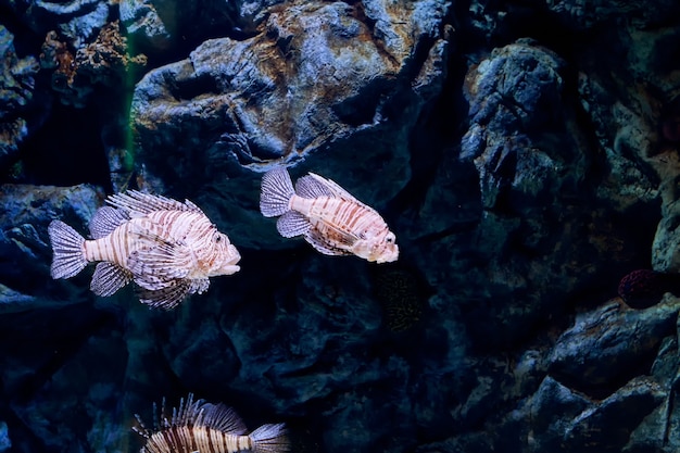 Peixe-leão vermelho ou pterois volitans este peixe em forma de amêndoa é coberto por listras vermelhas e brancas de zebra e tem nadadeiras longas e elaboradas e espinhos venenosos.