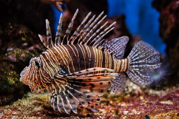 Peixe-leão vermelho pterois volitans peixes subaquáticos