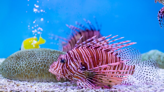 Peixe-leão vermelho - um dos perigosos peixes de recifes de corais no oceano da Tailândia