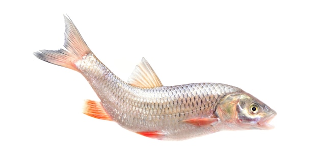 Peixe Leuciscus