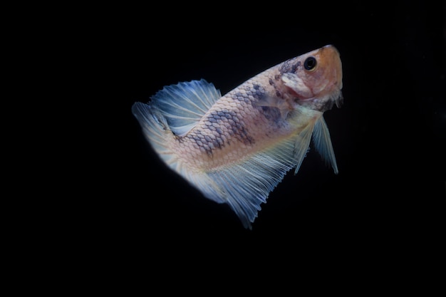 Peixe lutador (Betta splendens) Peixe com uma bela