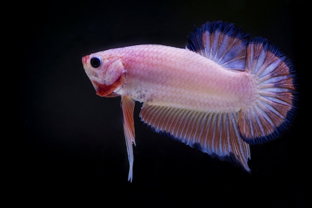 Peixe lutador (betta splendens) peixe com uma bela