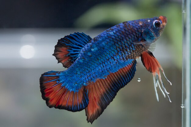 Peixe lutador (betta splendens) peixe com uma bela