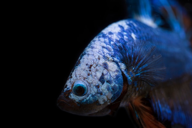 Peixe lutador (Betta splendens) Peixe com uma bela