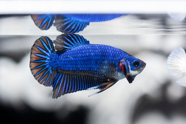 Peixe lutador (Betta splendens) Peixe com uma bela