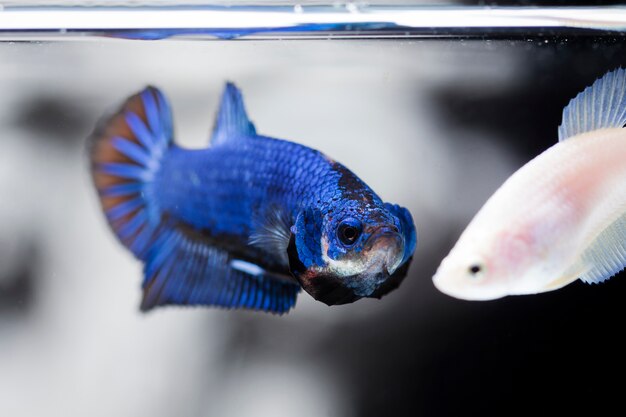 Peixe lutador (Betta splendens) Peixe com uma bela