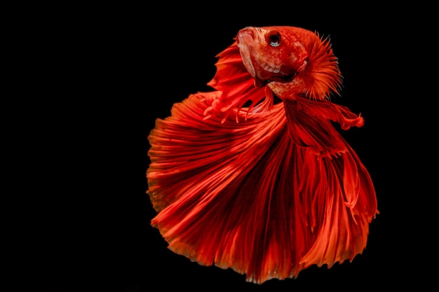 Foto peixe-lutador-siamês demitido vermelho