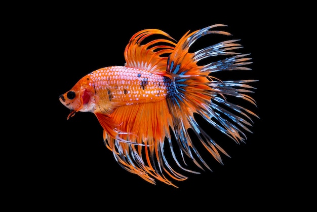 Peixe-lutador siamês laranja