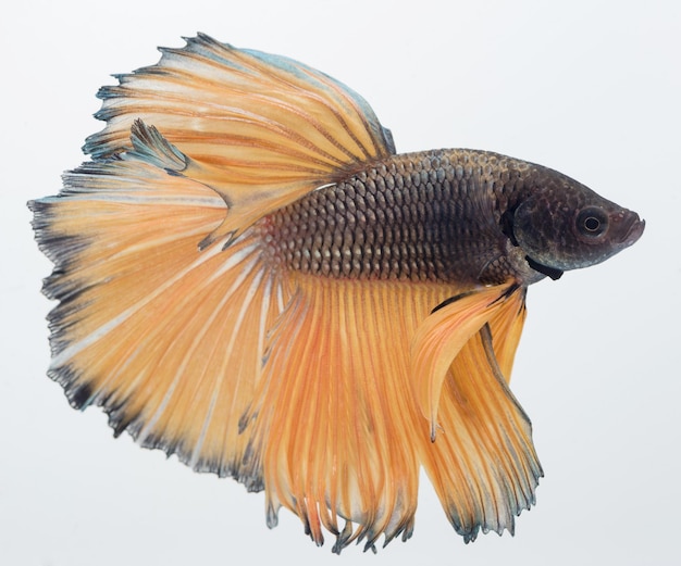Peixe-lutador-siamês peixe betta de meia-lua capturar o movimento do fundo abstrato do peixe da cauda do peixe