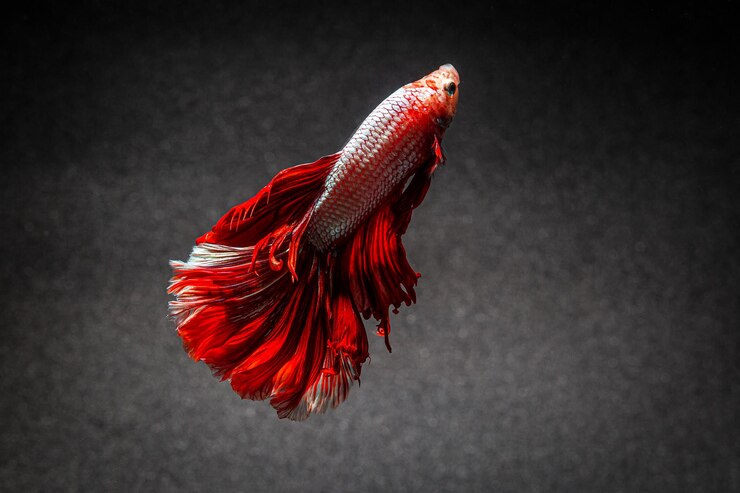 Foto peixe-lutador-siamês peixe-lutador-siamês peixe betta isolado em fundo preto