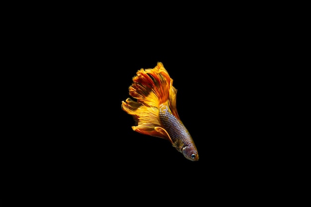 Foto peixe-lutador-siamês peixe-lutador-siamês peixe betta isolado em fundo preto