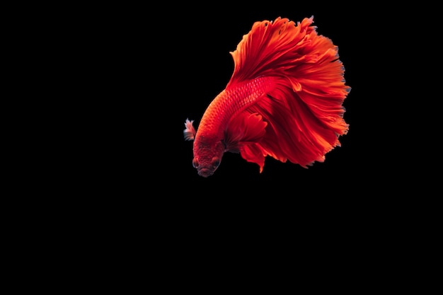 Peixe-lutador-siamês vermelho