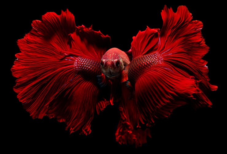 Foto peixe-lutador vermelho com aletas de oscilação de vibração nadando.