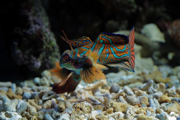 Peixe mandarim de cor bonita, peixe mandarim colorido, peixe mandarim, closeup