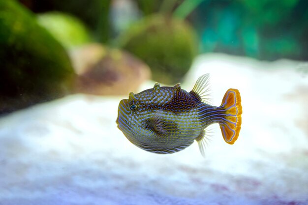 Peixe marinho aracana ornata em um aquário