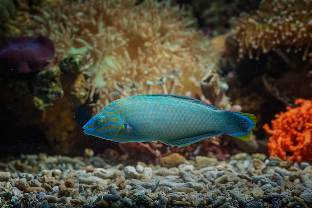 Peixe marinho com lindas cores