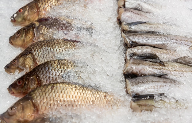 Foto peixe marinho cru pollock e carpa resfriada entre o gelo na geladeira do supermercado.