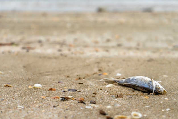 Peixe morto na areia do mar da praia